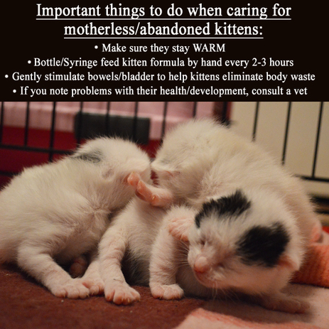 how to take care of a 3 day old kitten